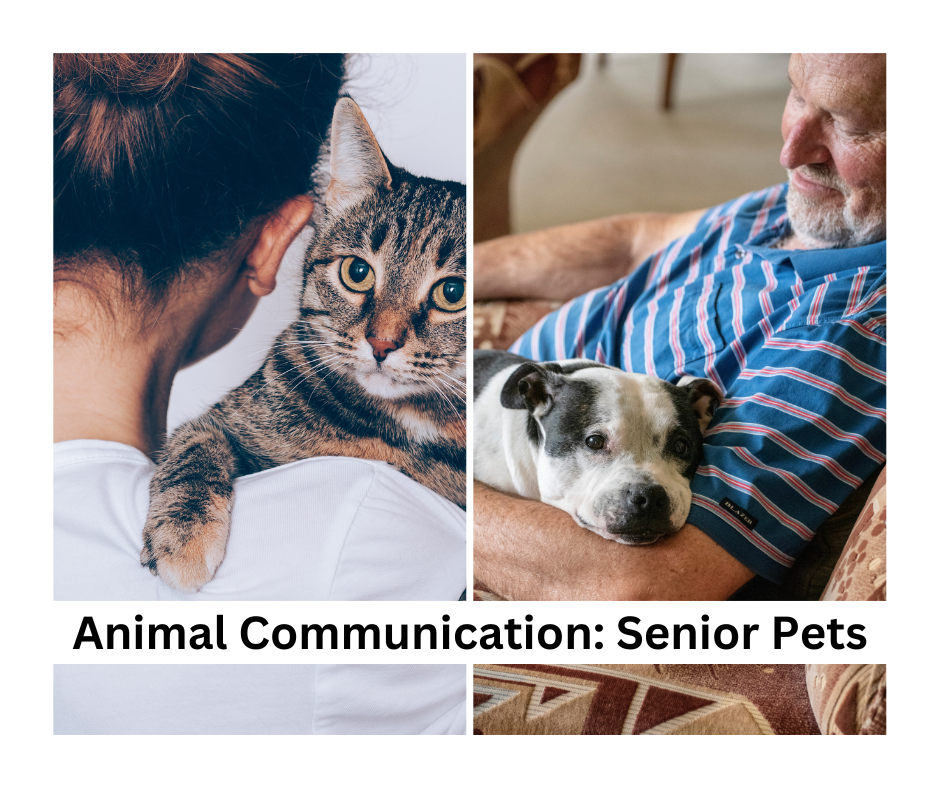 animal-communication-senior-pets-photo